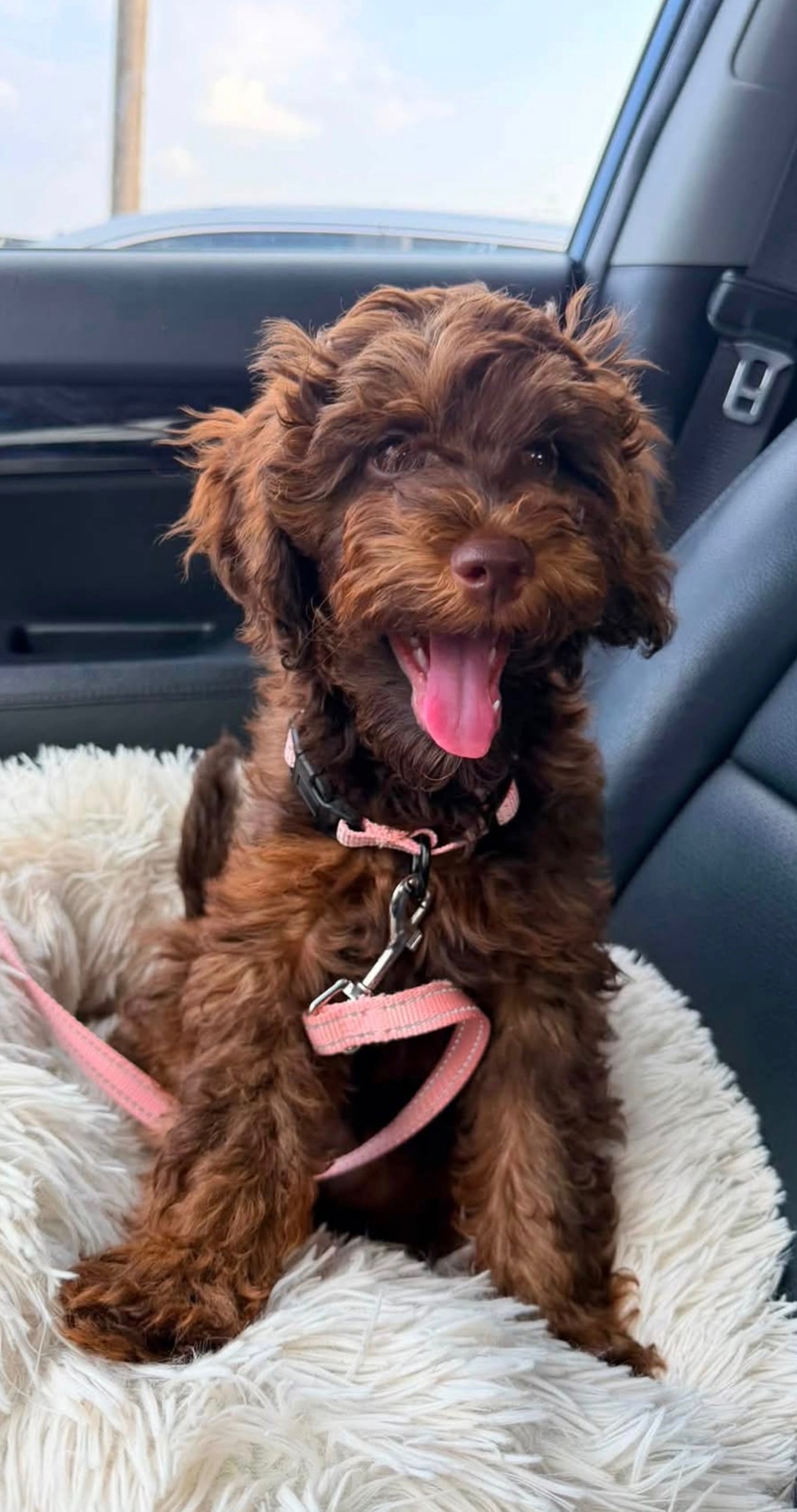 Doodle puppy cuddling on couch