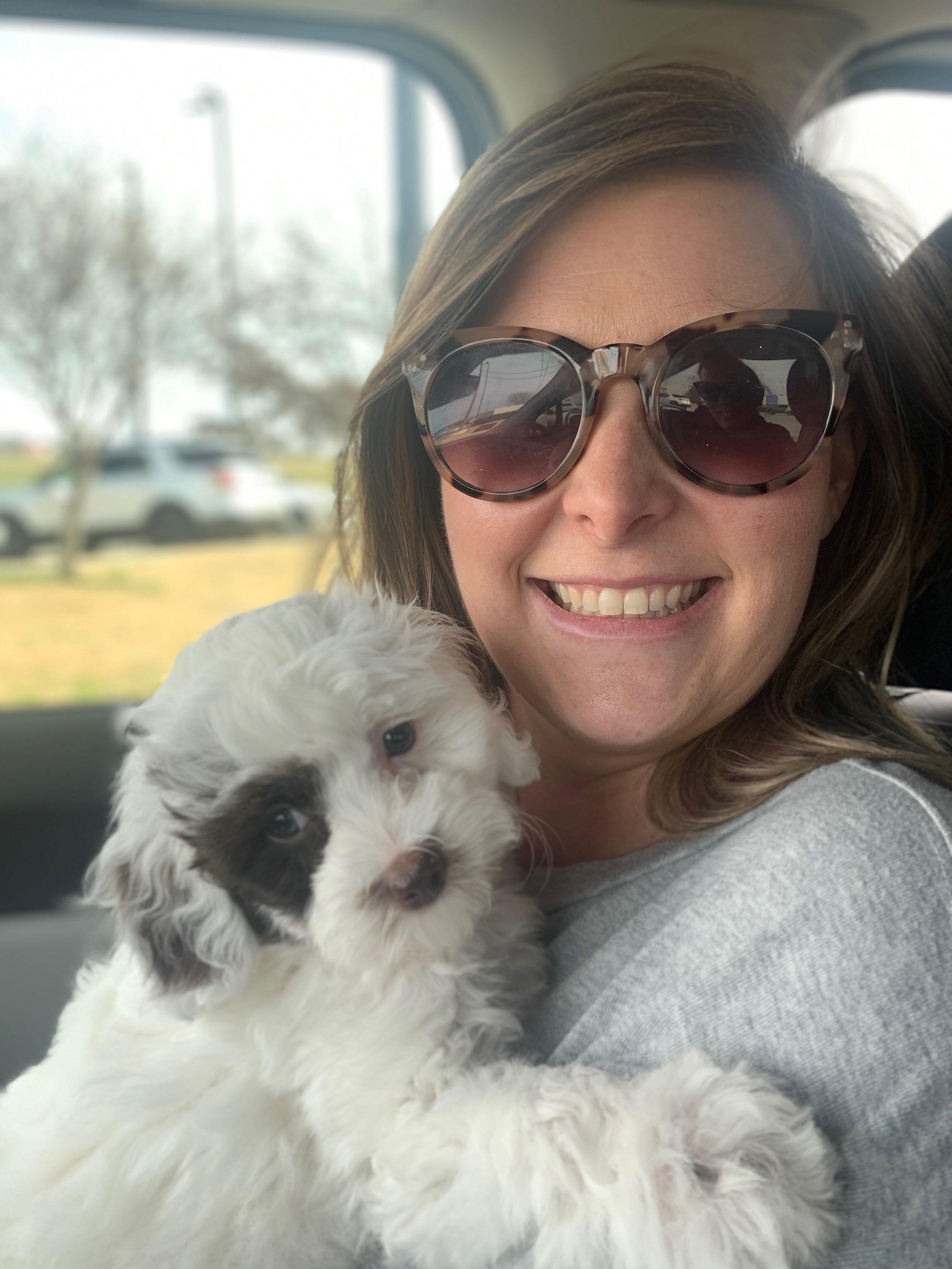 Mini goldendoodle puppy portrait