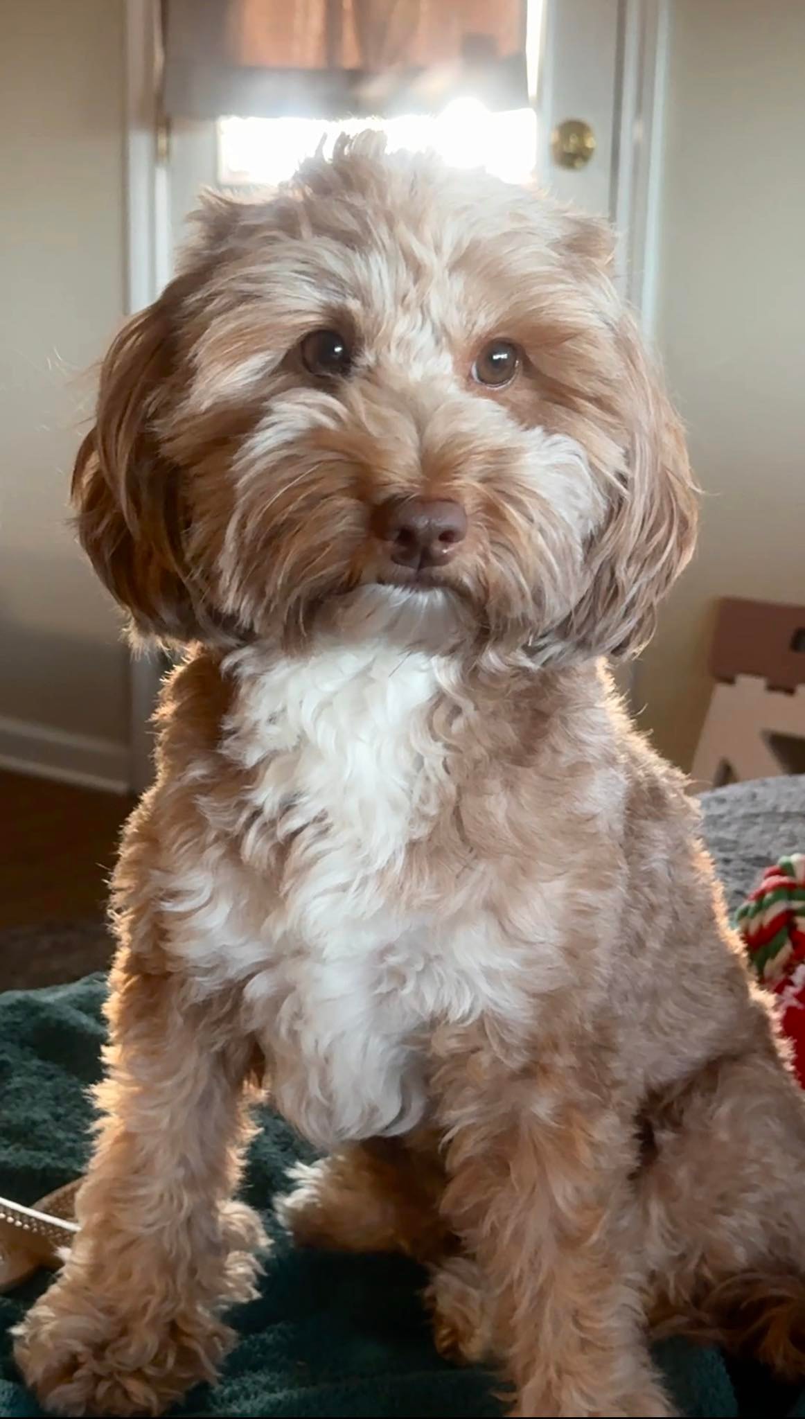 Golden doodle puppy